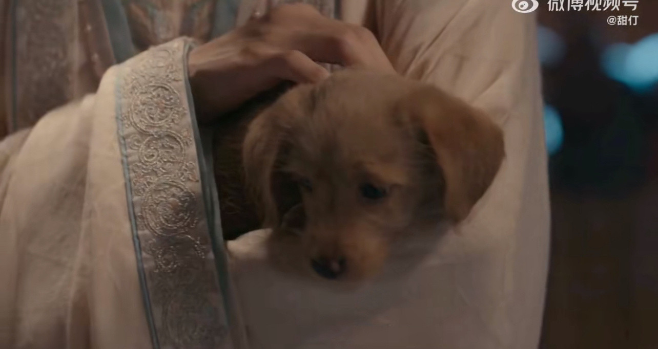 山河枕里面这只狗是丁禹兮的芒果核吗？[笑着哭]​​​