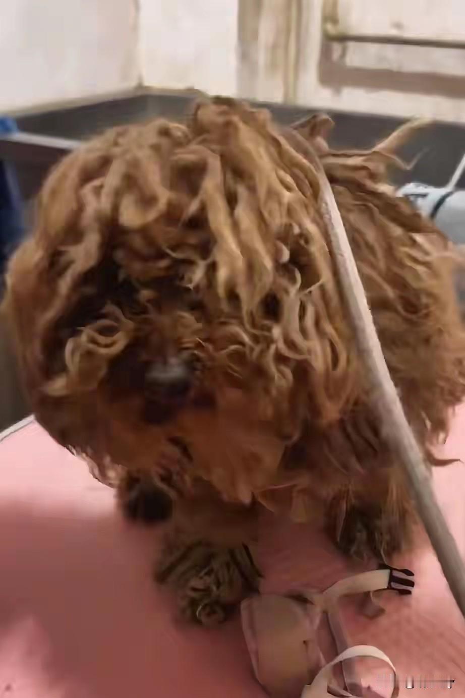 李勤勤真是个有爱心的好演员！近日她在去平谷的路上又看到一条流浪狗，她没有犹豫就把