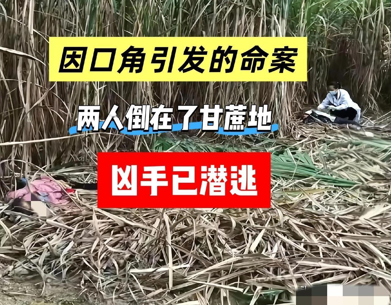 甘蔗地里的血，怎么也洗不干净了。就为接水管这点小事，54岁的李某朝两个女人动