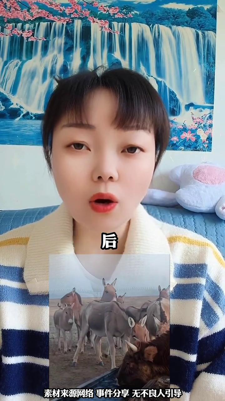 野驴渴坏了，来到牧民的水槽蹭水喝。牧民给自家的牛更换水源时，恰好记录下一群野驴