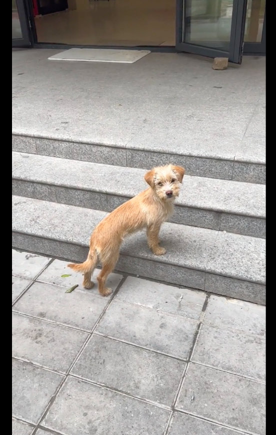 [狗狗为了求收养，叼了一片漂亮的树叶送给小姐姐，被感动到了！]有这么一位网友，这