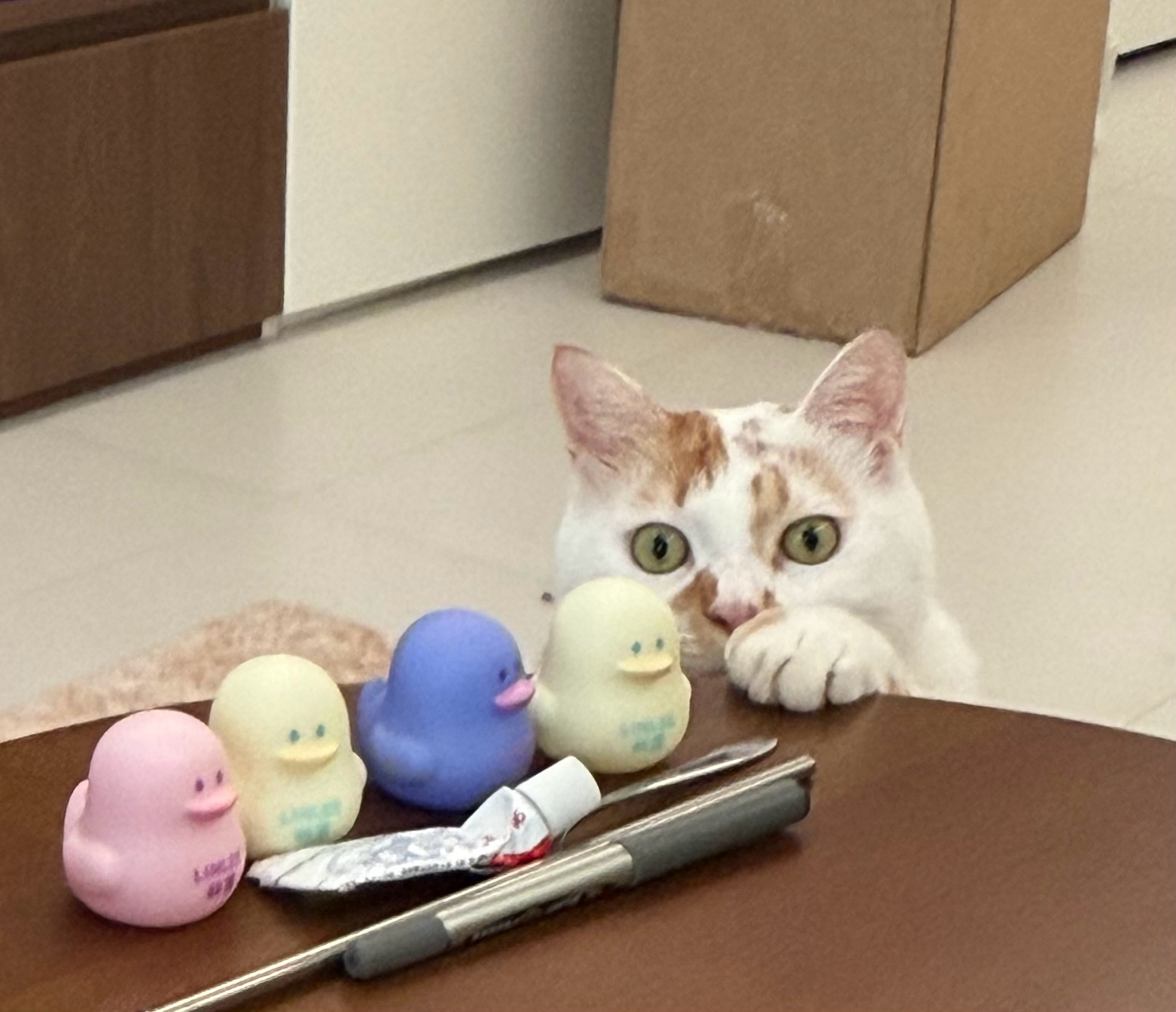 没聚上焦的抓拍，7岁猫咪居然想偷小鸭子​​​