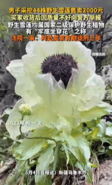 长点记性吧！新疆，一男子上山采蘑菇时发现一片野生雪莲，于是当即就挖了44颗雪莲，