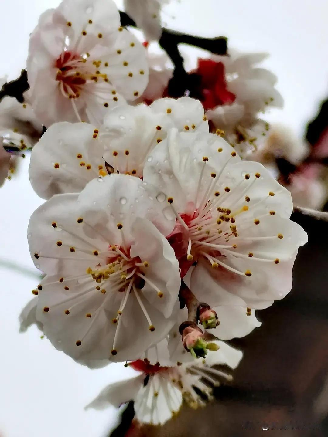 上联：昨夜春风穿旧巷，下联：明朝细雨观杏花。横批：风景绮丽[玫瑰][赞]
