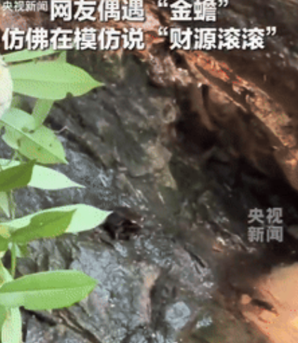 太不可思议了！”山东一女子去游玩，正好看到一只“金蟾”趴在石头上，出于好奇，女子