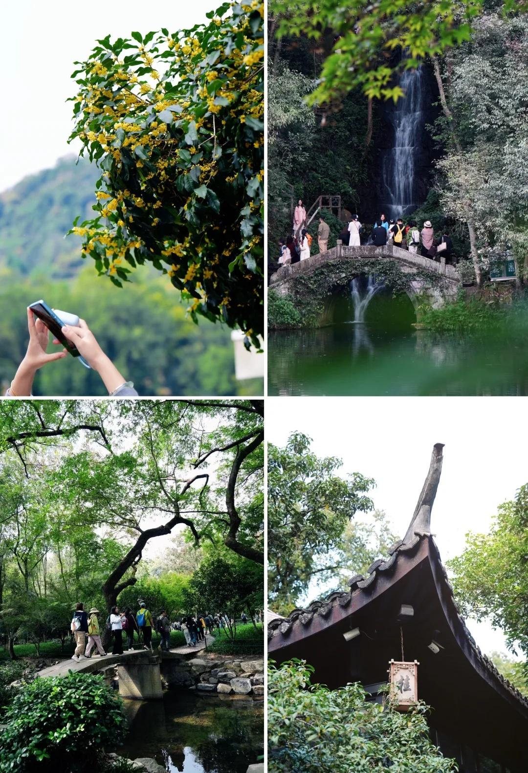 杭州徒步赏秋天花板📍九溪➡️满觉陇🍂杭州的秋,似一幅色彩斑斓的画卷,在西湖