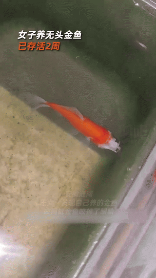 “彻底解释不清了！”安徽一女子发现自己养的金鱼被同缸的金鱼咬掉了整个面部，逐渐的