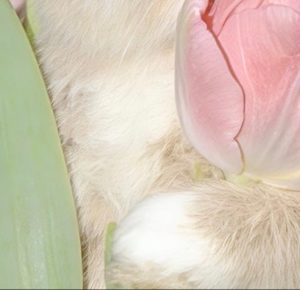 每日一善🐰月尹星邱兔种植｜郁金香0000郁金香从球根萌芽到盛开，每一个阶段都