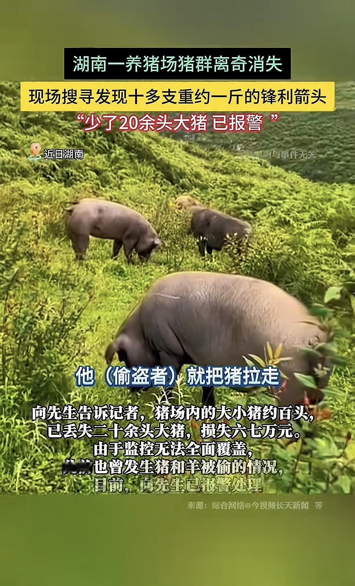 “严查到底！”10月7日，湖南长沙，一男子在山上散养猪，他外出一个多月回来后，发