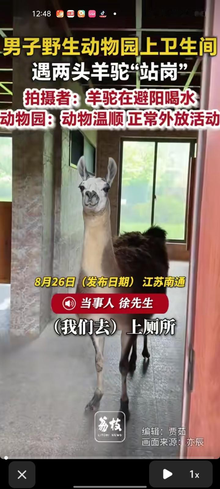 8月24日，江苏南通。网友发视频称，在野生动物园上厕所时，看到两头羊驼在“站岗”