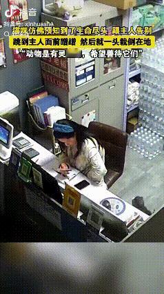 万万没想到！山东德州，有个养猫的女子，凌晨起来算账，她家猫咪突然就跳到桌子上，主