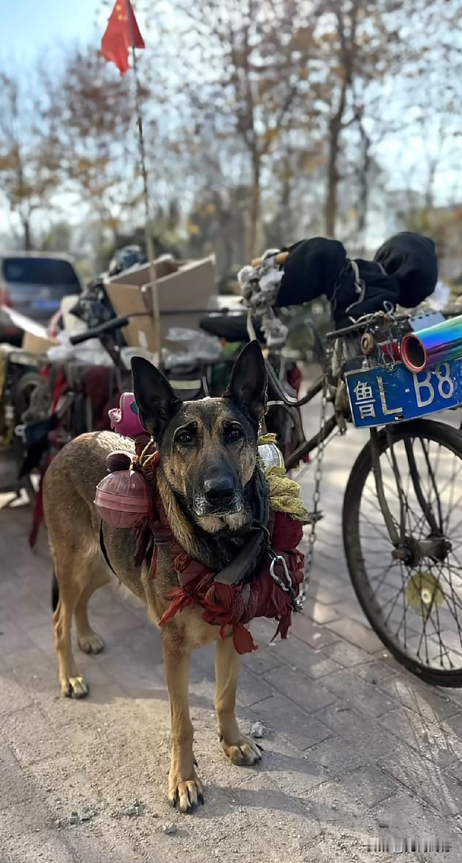 看到这个懂事的、与主人相依为命的毛孩子，给人带来很大的触动，我母亲在世的时候就常