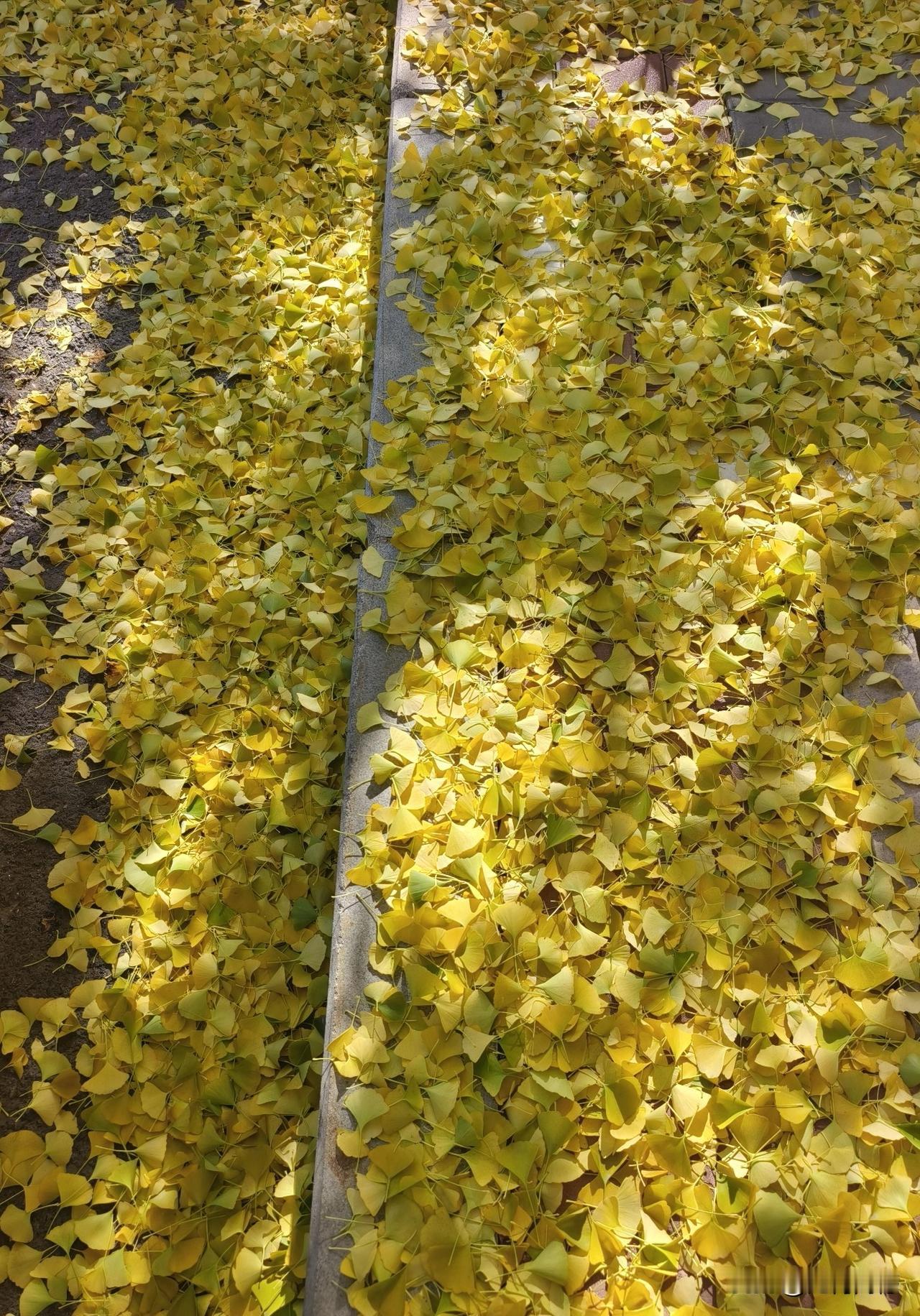 这是银杏的叶子，今天落的特别多，和今天的风大也有一定的关系，但是到了这个季节，哪