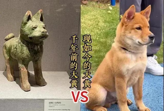 中华田园犬又名大黄，是我国土生土长的犬种，考古发现在千年之前我国古代就已经有这个