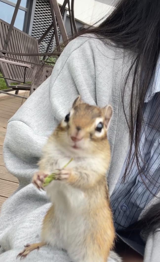 女友养了一只小松鼠，原本是觉得可爱，可养着养着，我却越来越犯愁，心里憋了话想跟她