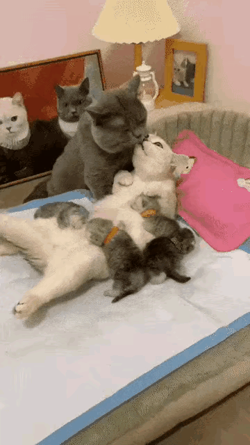 网友羡慕了:一只刚生产完的母猫躺在床上坐月子，小猫咪围在身边躺在妈妈身上睡的安稳