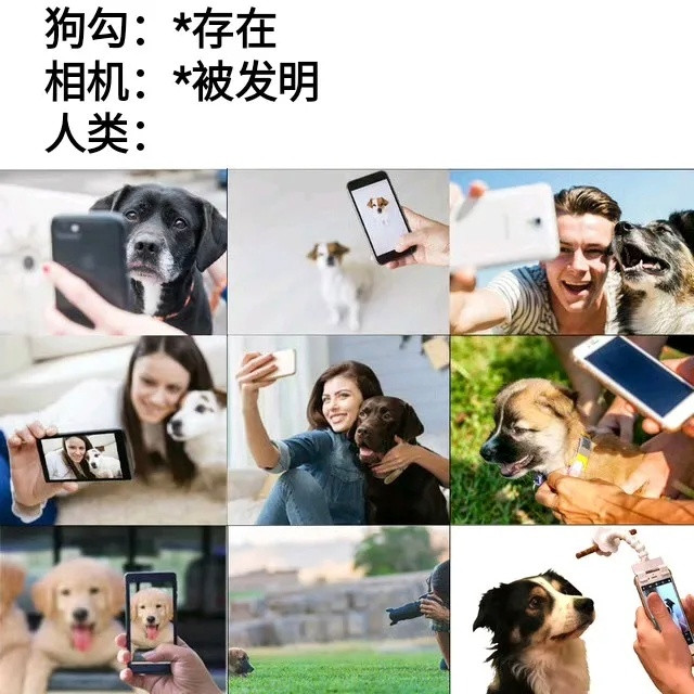 有没有一种可能相机是为狗勾发明的呢​​​