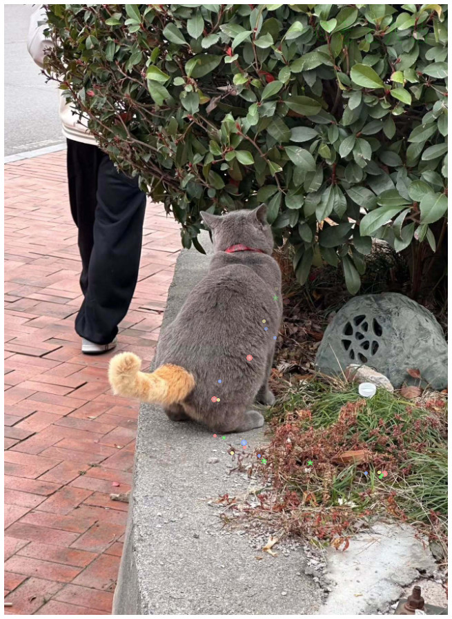 说！你是不是偷了别人的尾巴？
