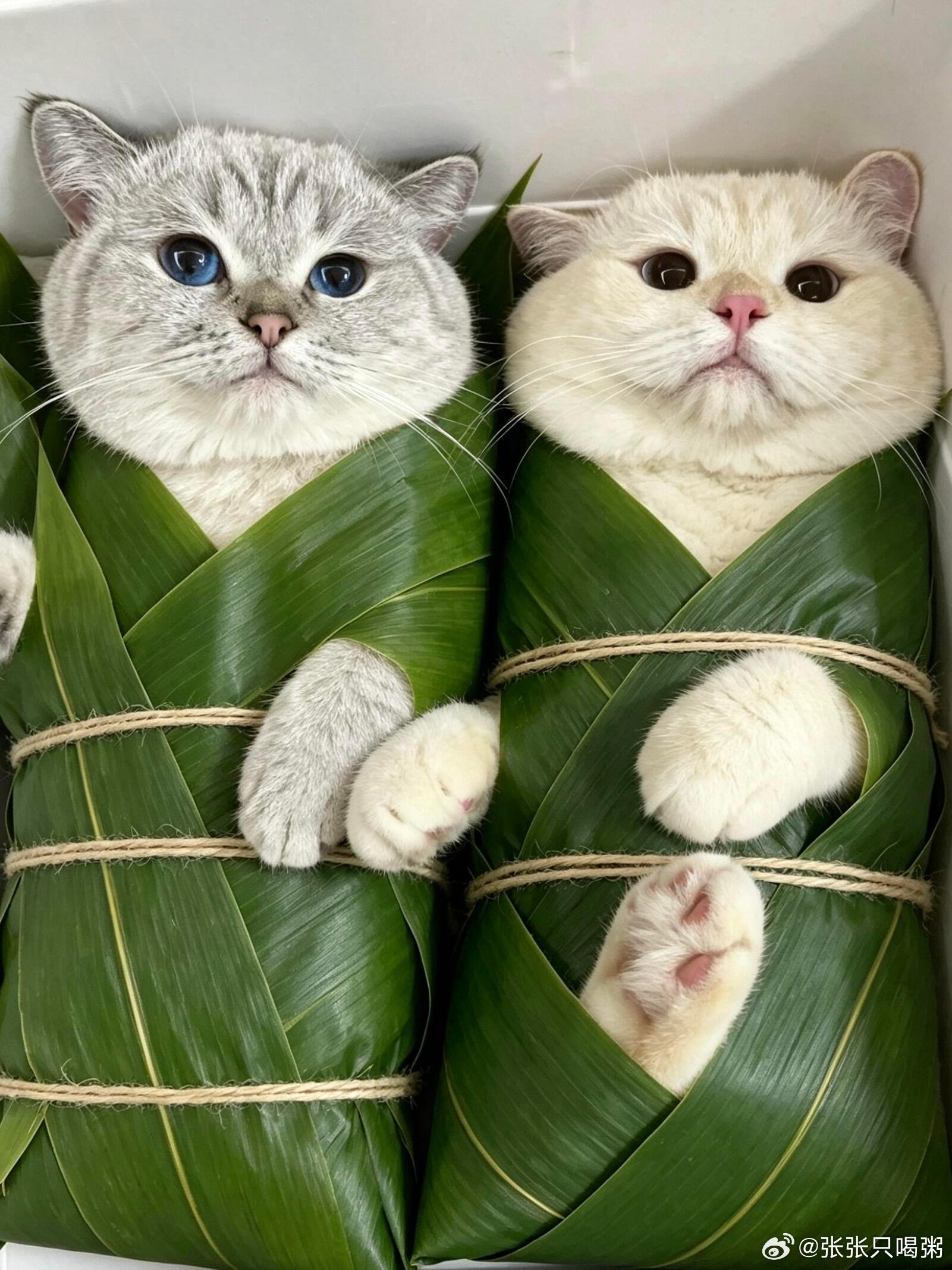 今天把多余的粽叶用来包小猫，貌似小猫很享受呀！