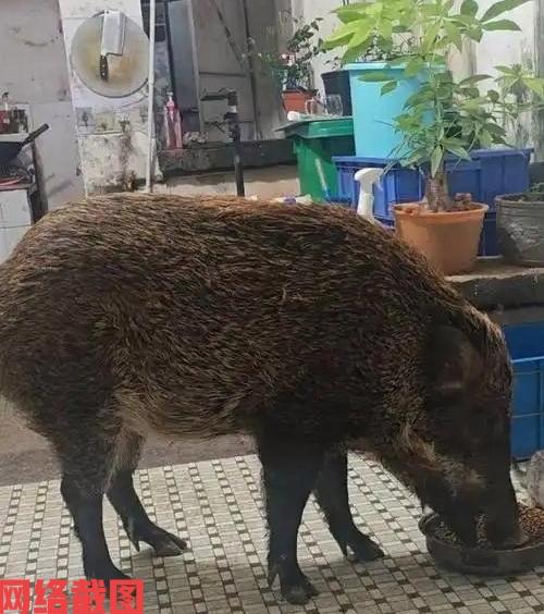 广州有小区内男子饲养了野猪。这也是男子与野猪的一面之缘，当初无意的收养，让这