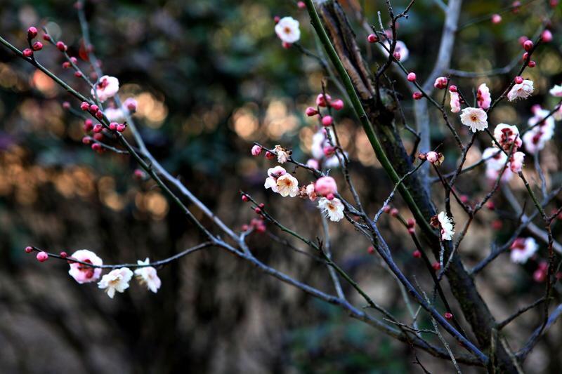 上联：松枝凝翠，携一缕春光作伴；下联：梅蕊飘香，邀半冬雪韵共欢。
