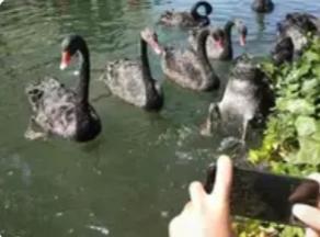 莫干山黑天鹅惨死：不牵绳的狗，失控的人性“妈妈，天鹅流血了，我晚上肯定会做