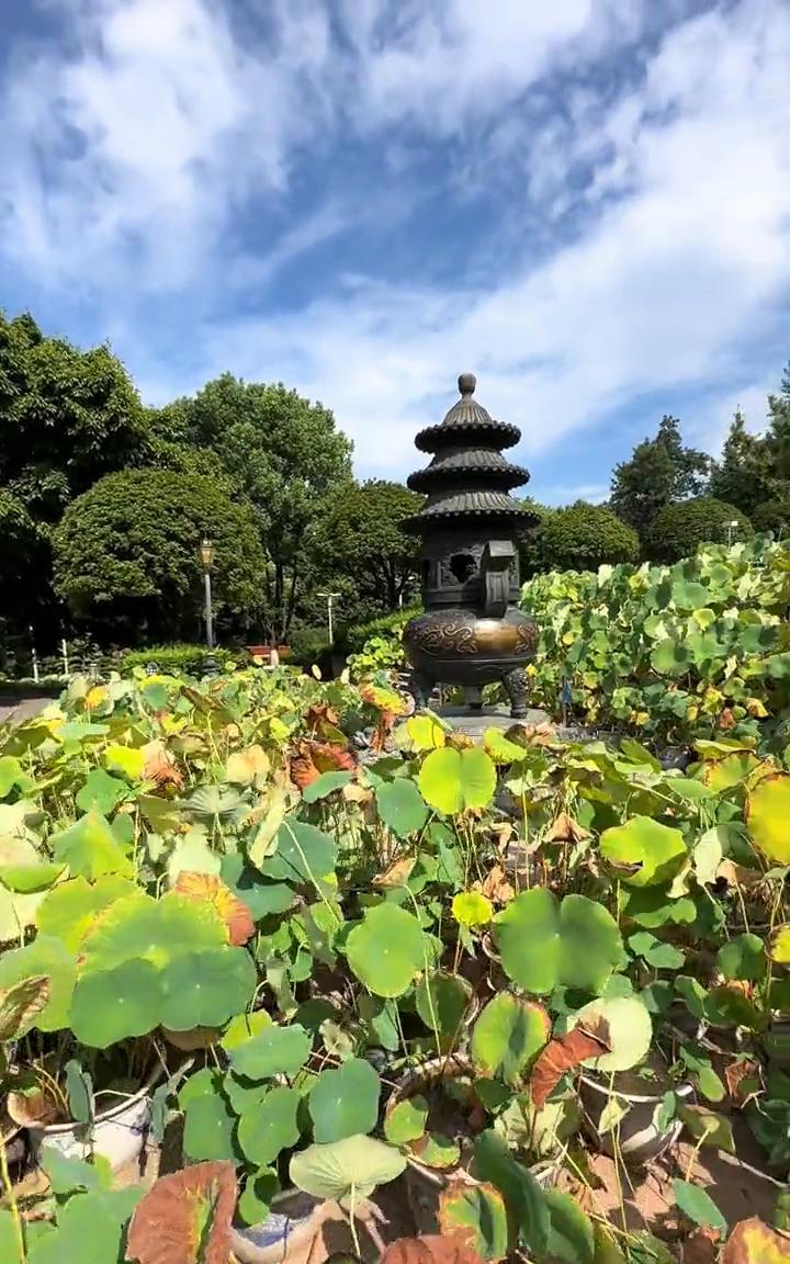八月十八号重庆华岩市正门大金佛这里一朵荷花都没有了，但是七部荷塘还有一些荷花，不
