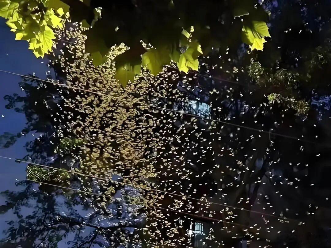 台风米克拉今年第一个对上海有影响的台风，已经正式生成。它就是7号台风米克拉。虽然