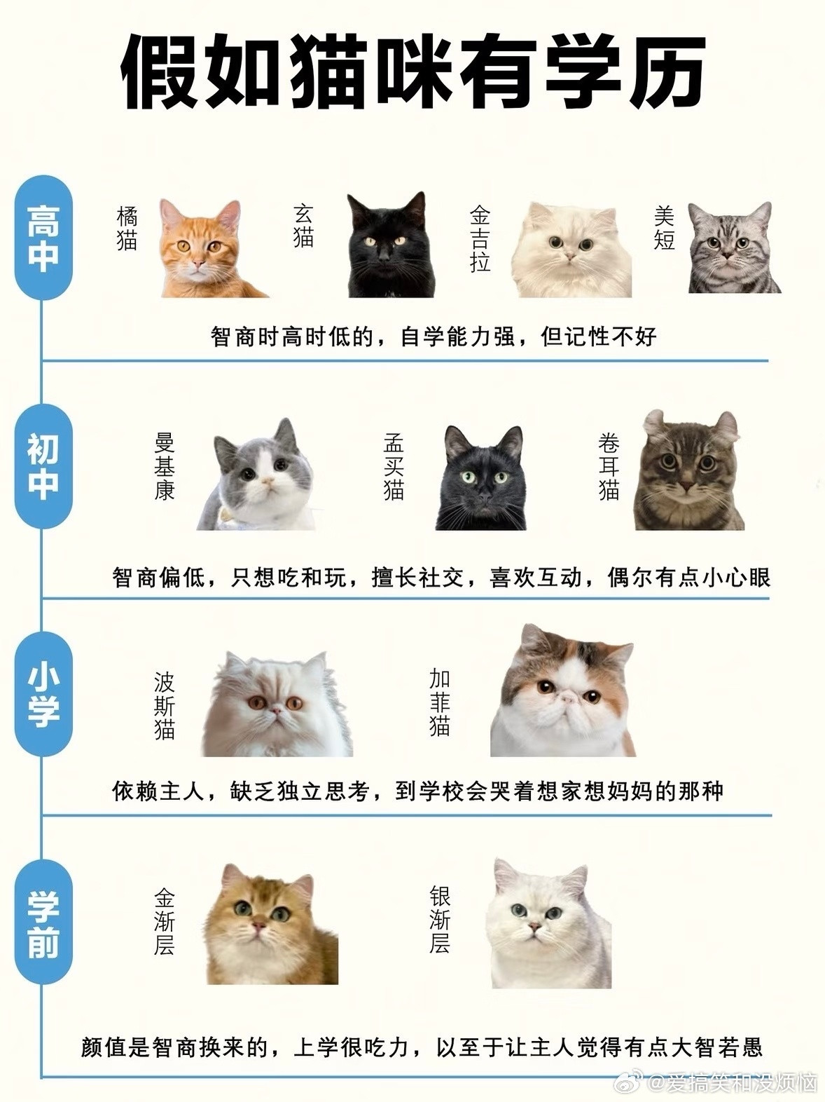 假如猫咪有学历