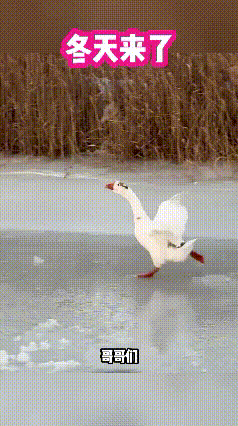 你们带着我啊，你不带我，冬天来了我要下锅啊！[捂脸哭][捂脸哭][捂脸哭][捂脸