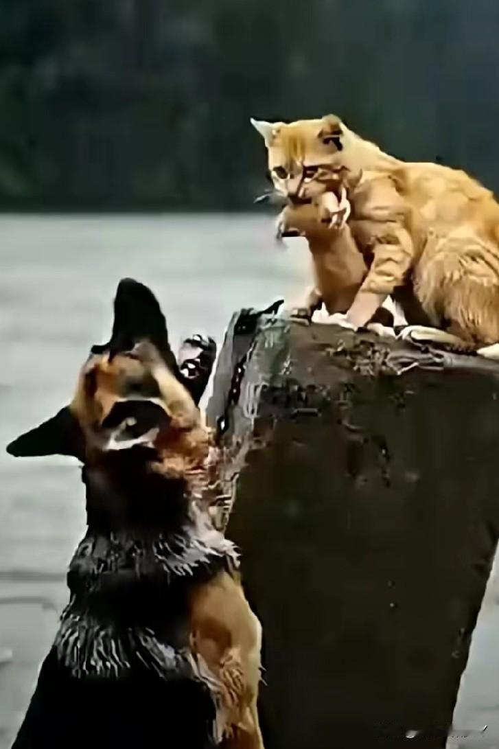 在汹涌的洪水中,橘猫妈妈紧紧护住幼崽,被困在一块水泥柱上,它不停地“喵、喵喵”急