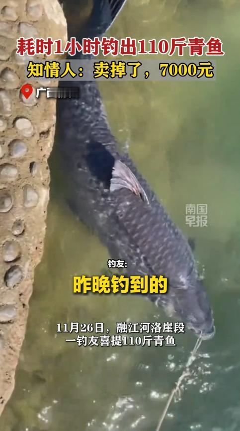 “真是赚翻了！”11月26日，广西柳州，一男子晚上在河边钓鱼时，鱼竿突然传来剧烈