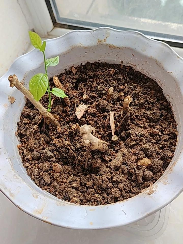茉莉花养好是否有妙招？两月以前去花卉市场买了一盆茉莉花，那花是枝繁叶茂，花朵雪
