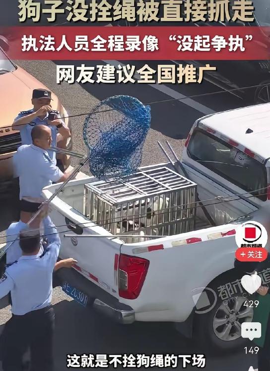 这就是不拴狗绳的下场！苏州，街面上那些没拴绳的狗，见一只收一只，官方撂下一句话：