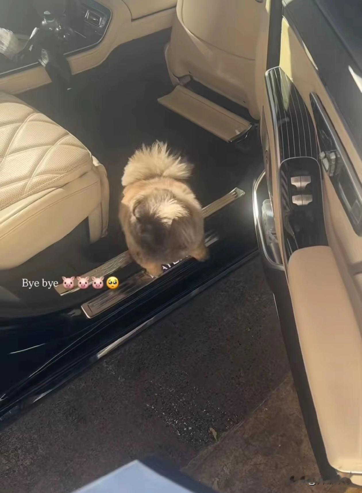 网友开始羡慕汪小菲马筱梅家的狗狗菲宝了，它是汪小菲特地为马筱梅买的礼物，原因一是