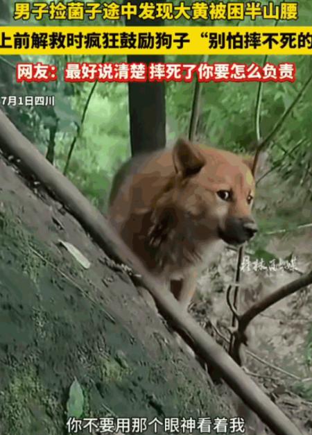 四川大哥进山寻菌，三遇被困狗子出手相助，一句实在话火遍全网四川一男子上山采野