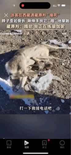 笑不活了！游客在西藏游玩时遇藏原羚“装死”，脖子弯过来折叠到了肚子上，伸手去救它
