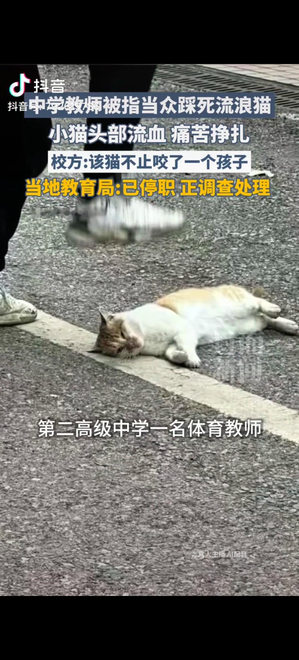 体育老师已经被停职！学校保安说被踩的流浪猫在学校已经很久了！平时就躺在学校门口晒