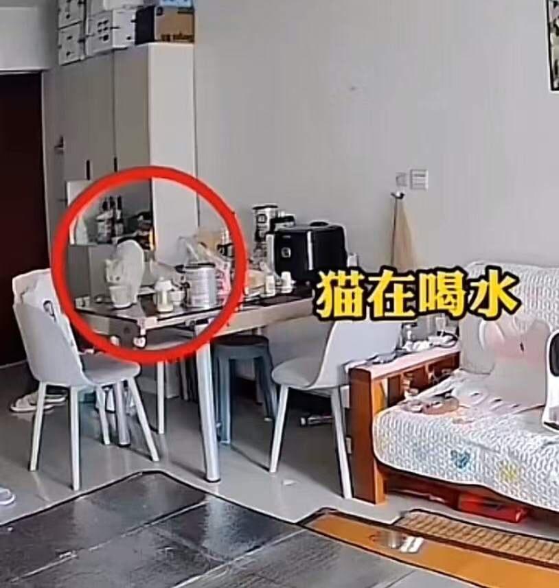 “孩子重要还是猫重要？”猫咪爬上桌喝水杯里的水，被丈夫一顿猛打，妻子看到监控后，
