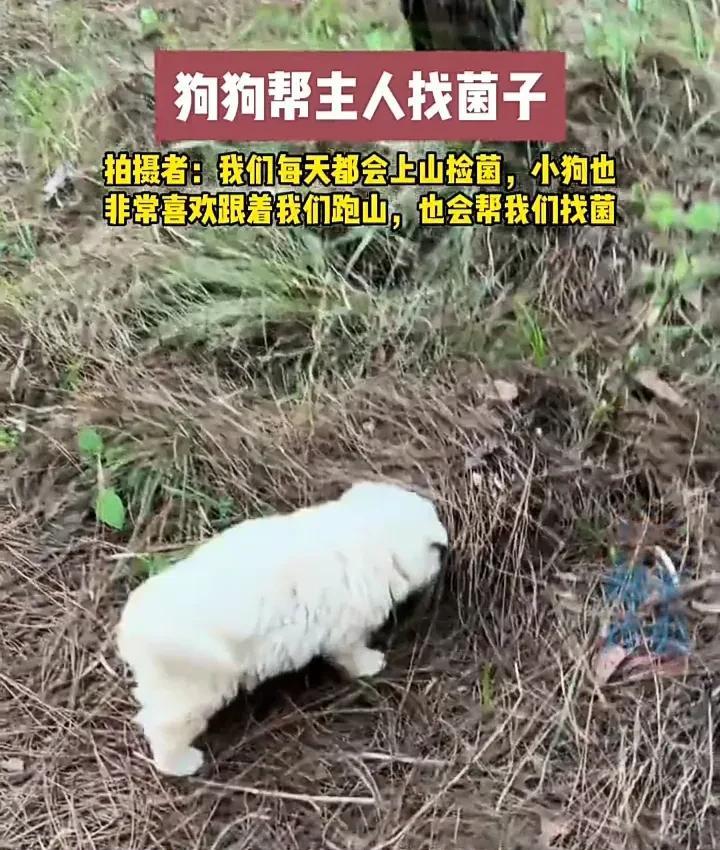 不愧是云南的小狗！近日，云南安宁一名女子发视频称，自己经常上山捡菌，每次都会带着