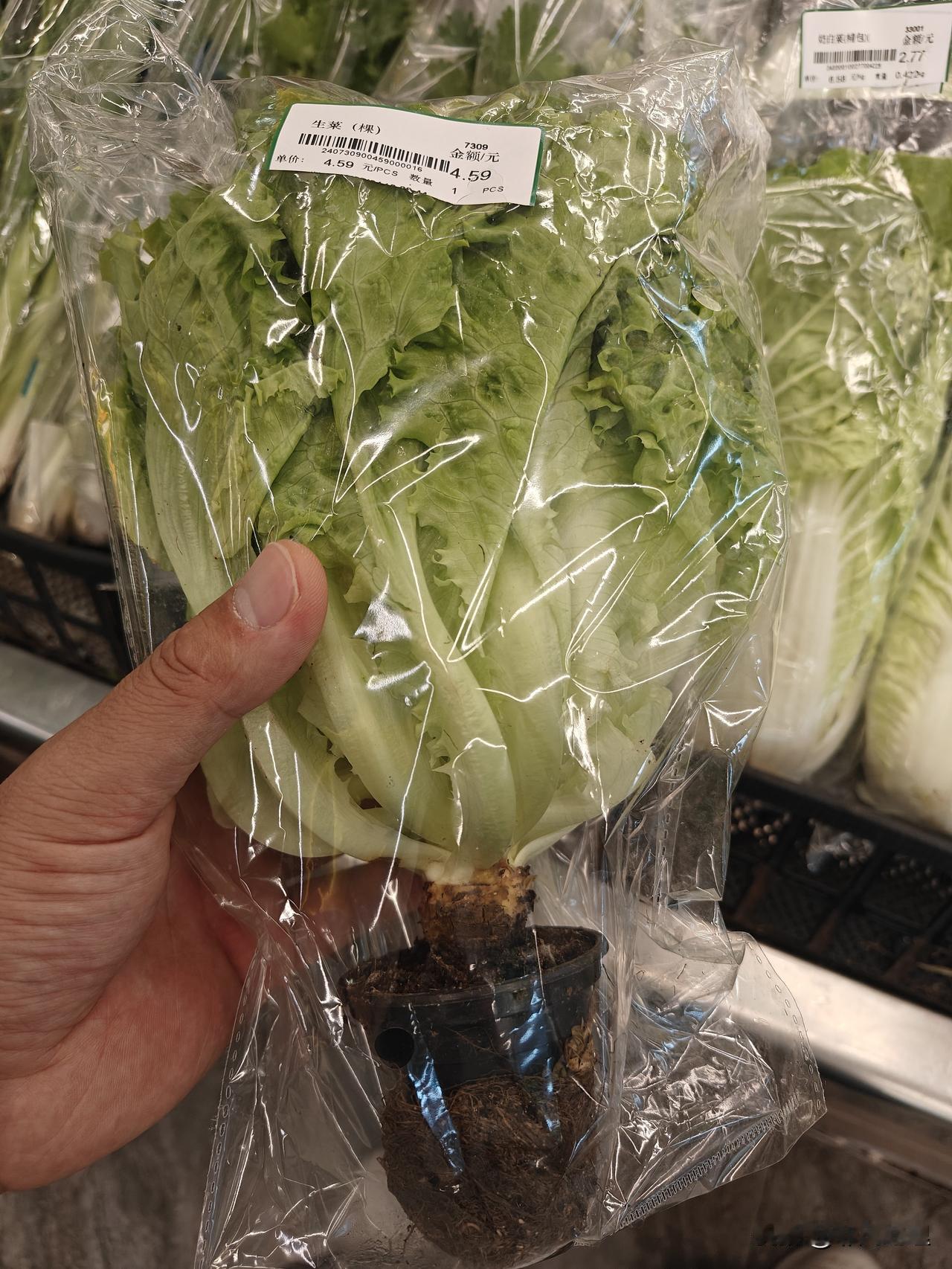 现在超市的菜都带着根卖？是让回去再种吗？今天在超市看到这个生菜，还带着育苗盆