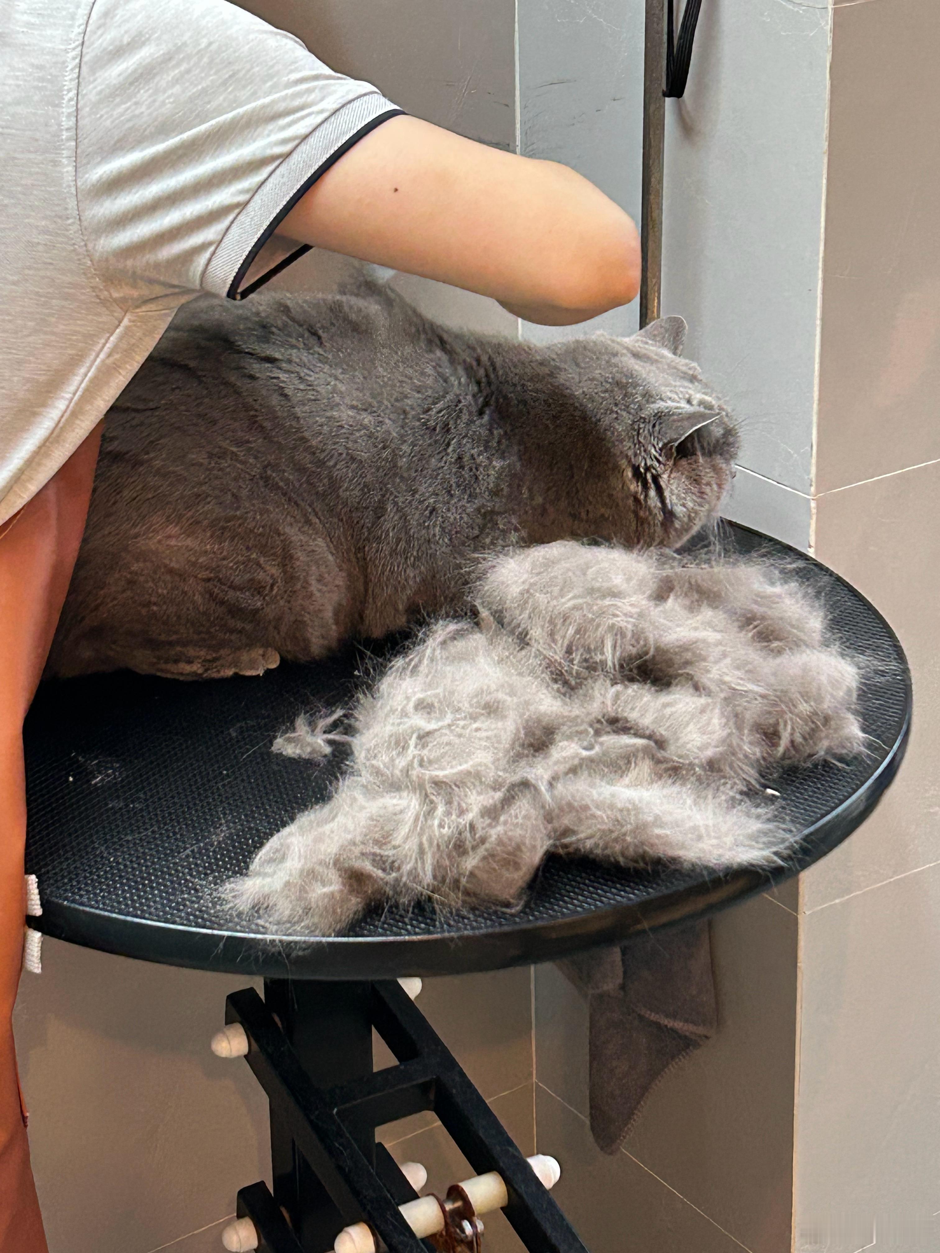 一只猫咪身上，可以再藏一套衣服​​​