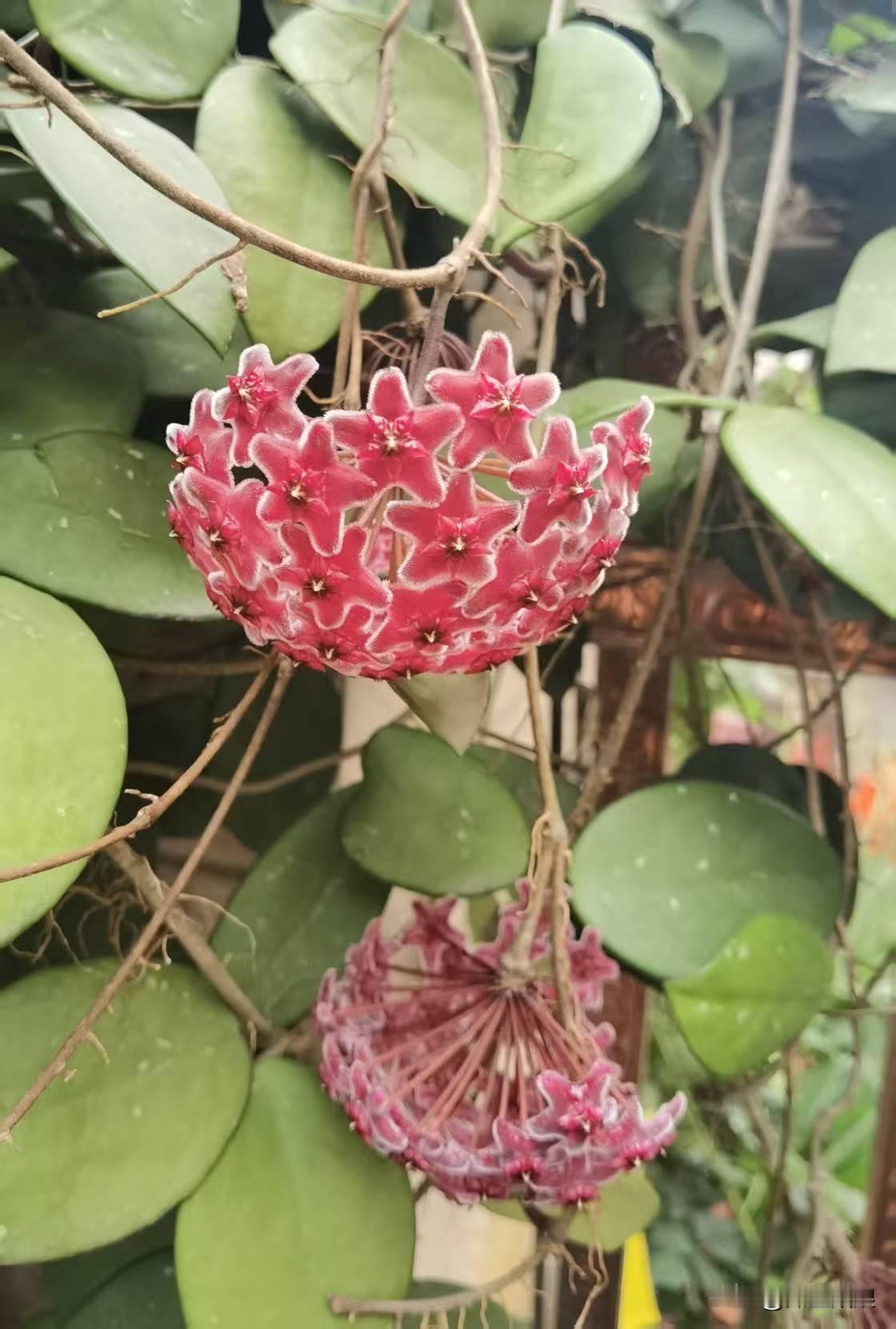 23岁姑娘把球兰养成“花瀑布”的视频，花开时香气扑鼻，像桂花一样，让屋子都暖得