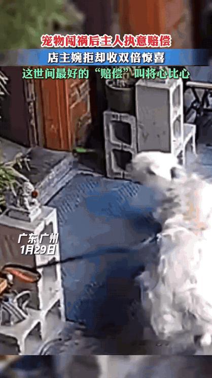 这道歉太有心了！广州一女子带金毛逛咖啡店，金毛拴门口时因兴奋扑同伴，绳子扫碎花盆