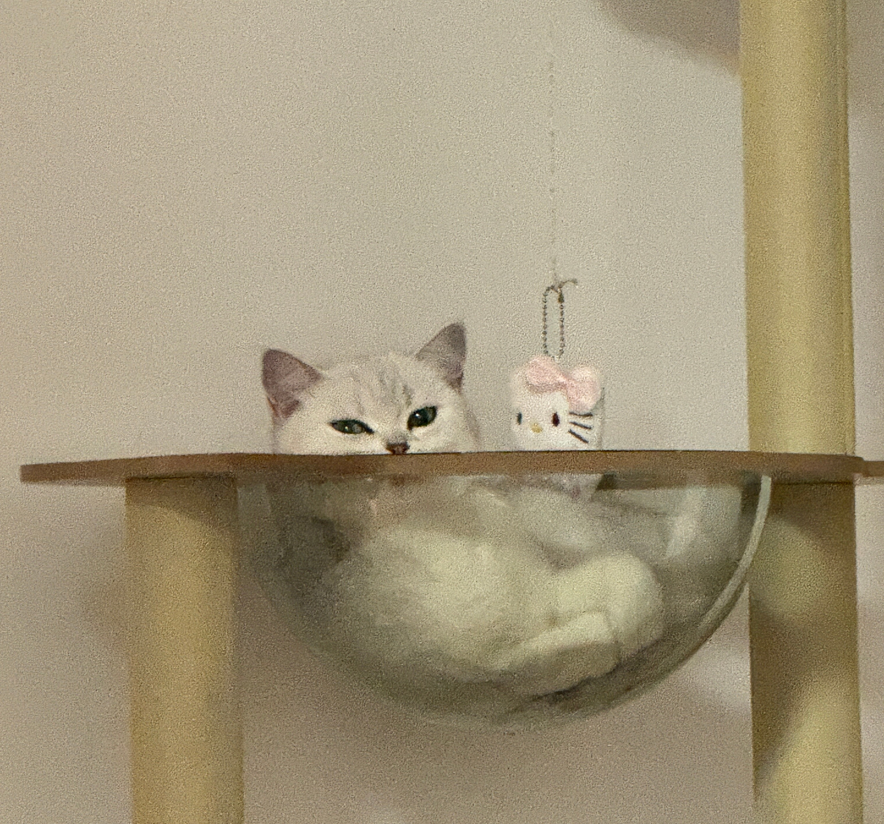 咦，是小猫咪