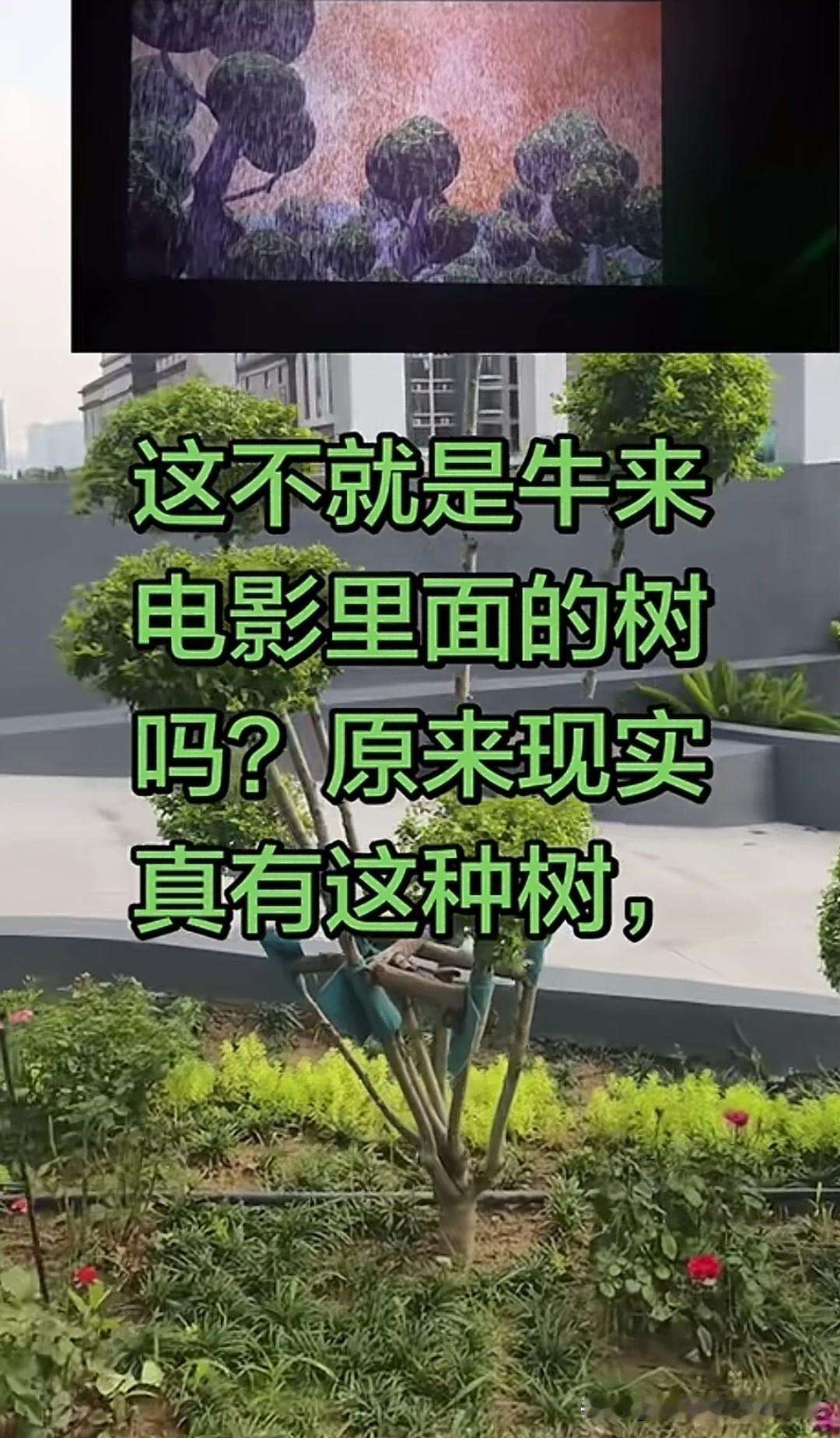 牛来》讲的，是大人看不见、只有小孩能看见的世界。成年人思维早就固化了，眼睛总盯