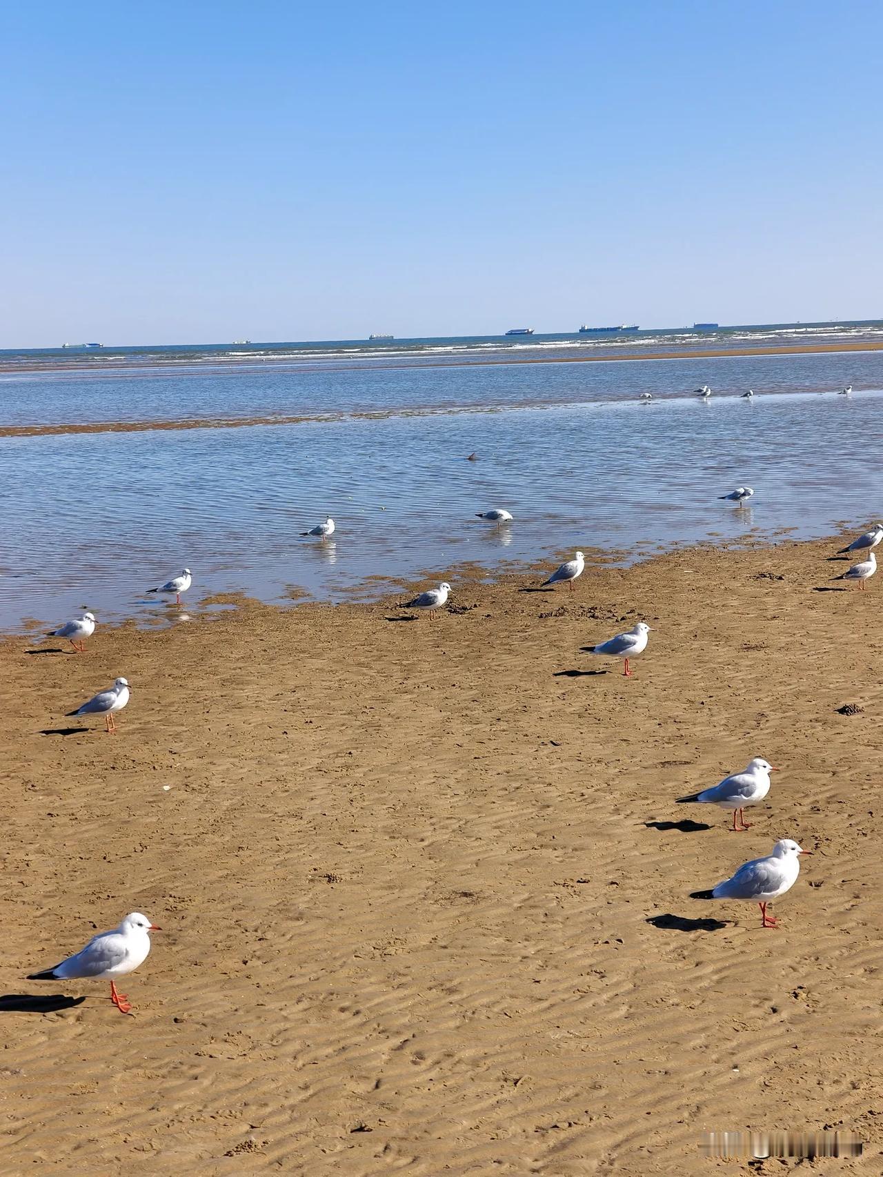 银鸥拾起一片深秋的海深秋的海边，阳光为万物镀上一层柔和的暖金色，黄褐色的沙滩