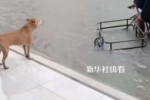 一段视频感动了无数人，一只狗狗回家的路被大水挡住了，狗狗站在路边上急的团团转。狗
