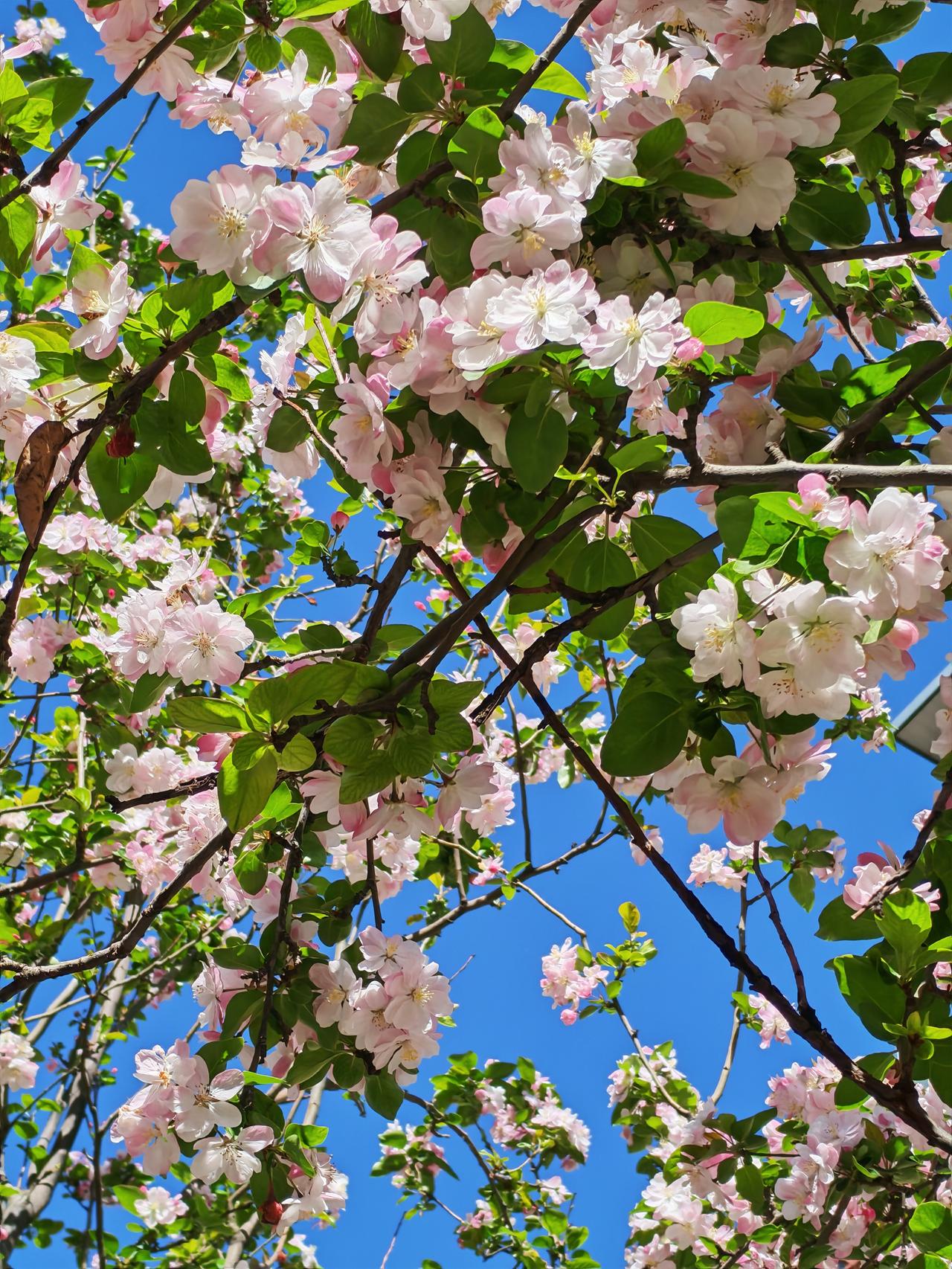 春天是赏花的季节，徜徉在花的世界，沉浸在花的海洋，与花同呼吸，尽情享受大自然的馈