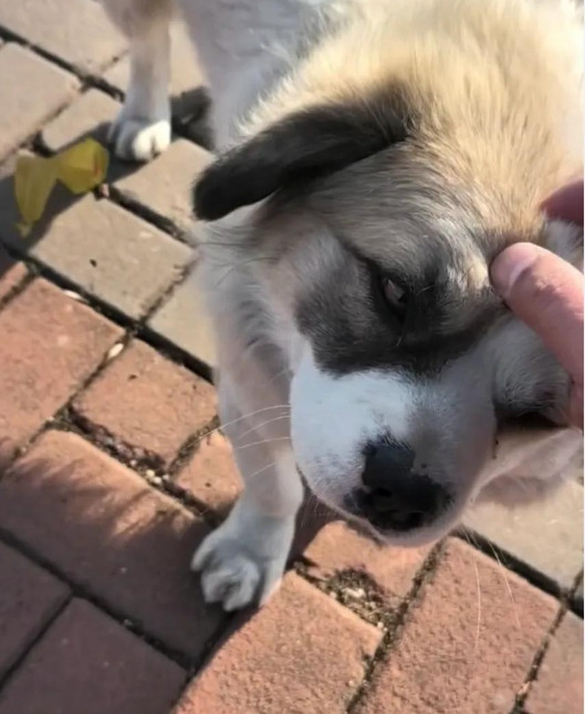 后续!莱山救伯恩山犬的流浪狗现在很好,好心大哥又拿火腿去投喂